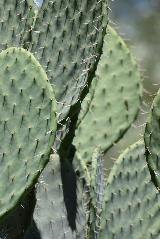 Desserto Cactus Leather
